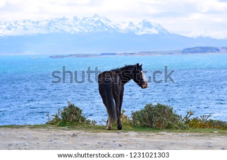 Beautiful wild horse, black with white spots