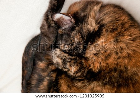  Cute little cat curled up wanting to be left alone to sleep and hide Royalty-Free Stock Photo #1231025905