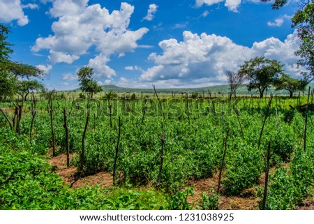 green Agricultural farm irrigation 