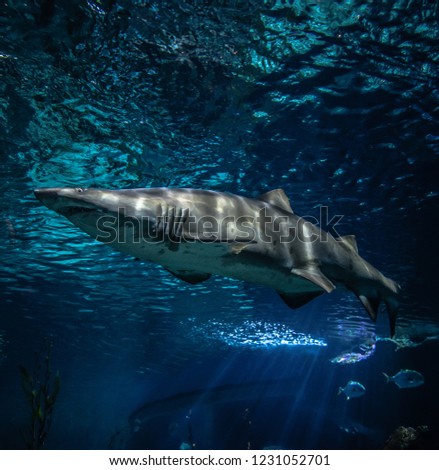 Sand tiger shark swimming marine life in the ocean / ragged tooth shark picture sea underwater