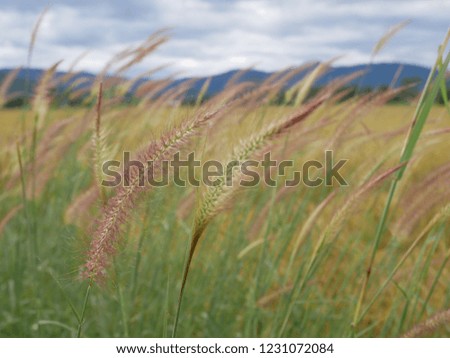 Grass field in nature background