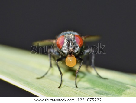 Close up macro lens shot of a Blowfly (Green / Blue) in the garden, photo taken in the United Kingdom