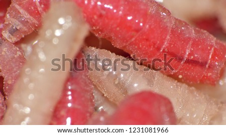 Macro lens close up shot of maggots photo taken in the UK.
