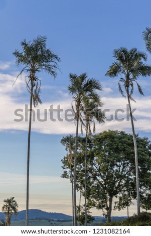 Large green palm trees at the top of the mountain at dusk on the farm