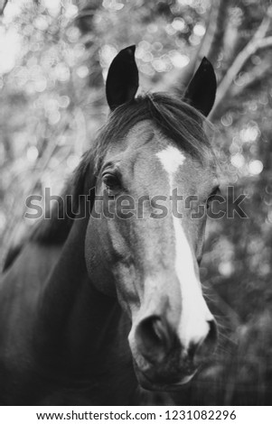 young horse black and white 