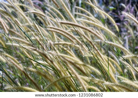blooming squirrel grass flowers in bright sun light