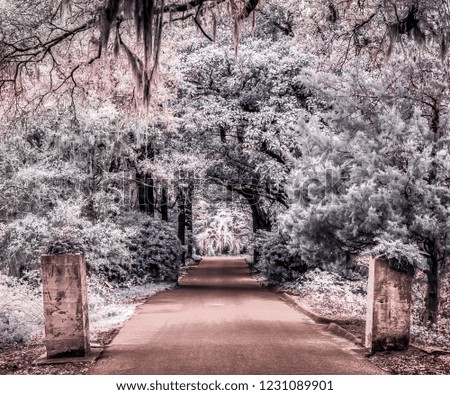 Garden Path Infrared Photography