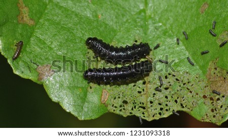 Macro close up of a black caterpillar photo taken in the UK.