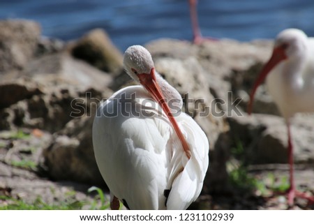 White ibis bird perched waterside of blue reflecting water lake.