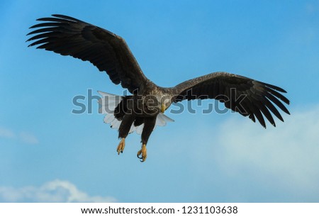 Adult White-tailed eagle in flight. Sky background. Scientific name: Haliaeetus albicilla, also known as the ern, erne, gray eagle, Eurasian sea eagle and white-tailed sea-eagle.