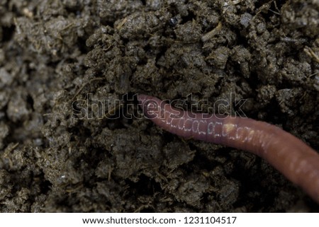 Earthworm economic animals