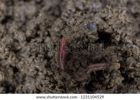 Earthworm economic animals