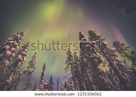 Beautiful night picture of massive multicolored green vibrant Northern Lights, Aurora Borealis, Aurora Polaris in the night sky over winter Lapland landscape, Finland, Scandinavia


