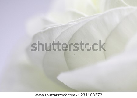 Beautiful and Elegant Ranunculus Pictures