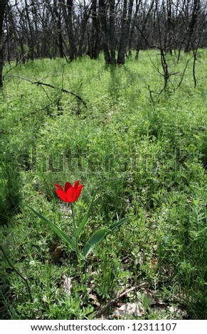 Single tulip in the spring forest