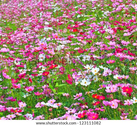 Beautiful Floral Cosmos flower