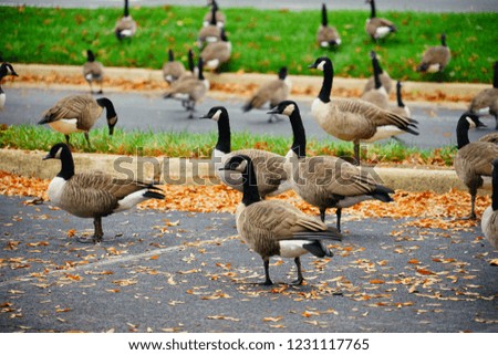 goose and fall