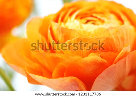 a picture of Ranunculus with very soft leaves
