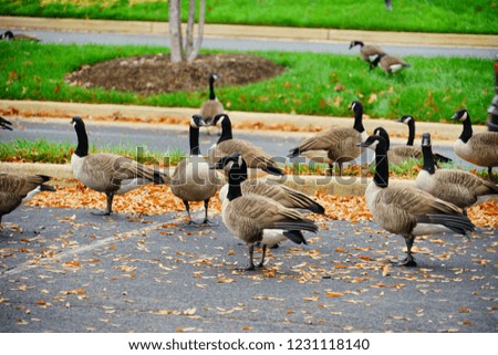 goose in autumn