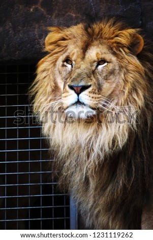 Lion of King of Beasts
