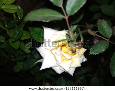 Picture of yellow-white rose during rain
