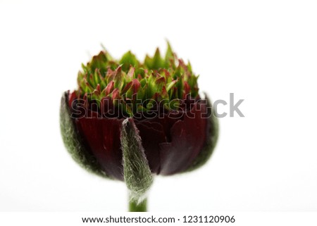 Uniquely blooming picture of Ranunculus
