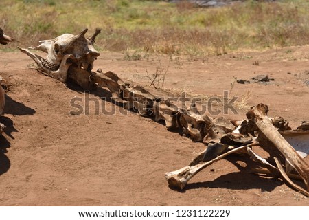 A pile of skulls welcome tourists at a rest area in Lake Manyara National Park, Tanzania. Amongst them, a giraffe neck and skull.