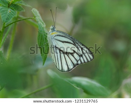 White Butterfly with black Pattern on green Leaf