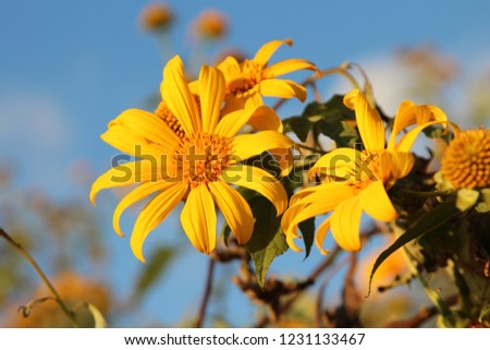 Blooming Tree marigold, Mexican tournesol, Mexican sunflower, Japanese sunflower and green leaf with blue sky background, Copy space for texture