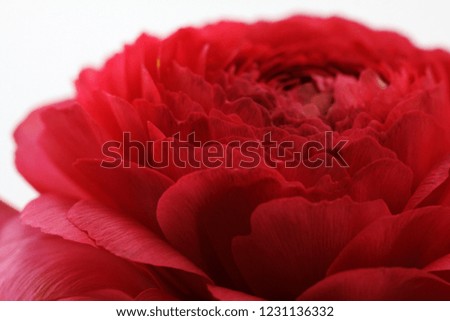 Beautiful, Elegant Ranunculus picture with soft leaves