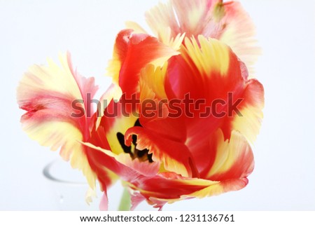 Beautiful and Elegant tulip picture