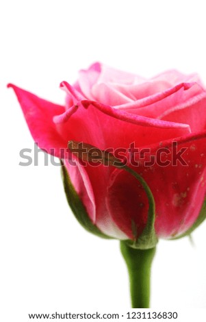 Beautiful and Elegant rose picture