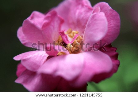 Pink rose for background image. background natural.soft focus and romantic glamour filter