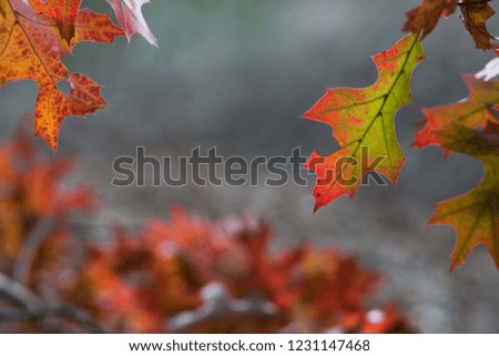 Leaves Turning Orange