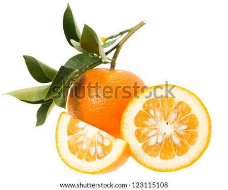  Daidai, Asian variety of bitter orange (which is also known as Seville orange, sour orange, bigarade orange, and marmalade orange) Royalty-Free Stock Photo #123115108