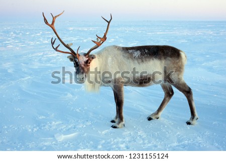 Beautiful and noble deer of Santa Claus. Arctic tundra 