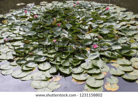 Pink water lilies in the swamp,  Kyivska oblast, Ukraine 