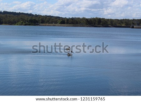 A couple of Pelicans gliding through the water of Lake Samsonvale at Bullocky Rest in Queensland, Australia. 