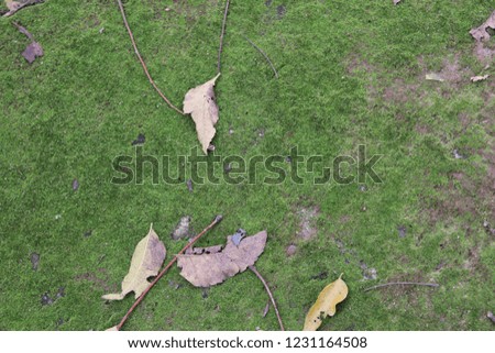 Moss floor background