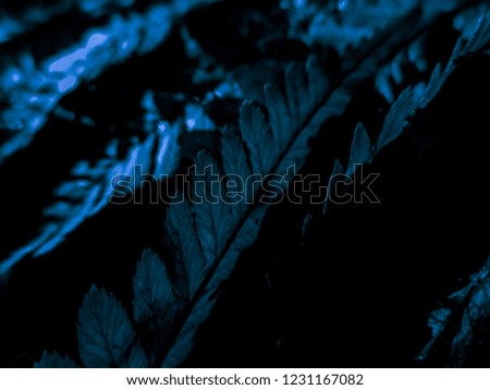 Dark blue fern plant