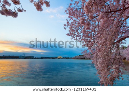 Tidal Basin at Dawn in Washington DC, during the Cherry Blossom Festival