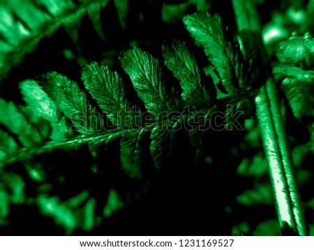 Dark green fern plant