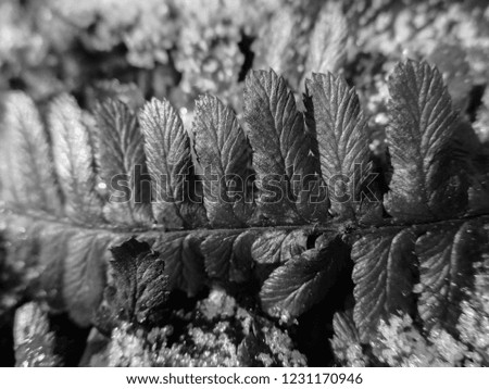 B&W abstract view of the fern plant. Pattern and texture