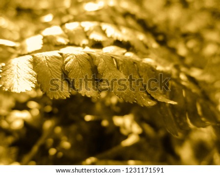 Golden abstract view of the fern plant. Pattern and texture