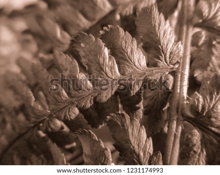 Abstract view of the fern plant. Pattern and texture