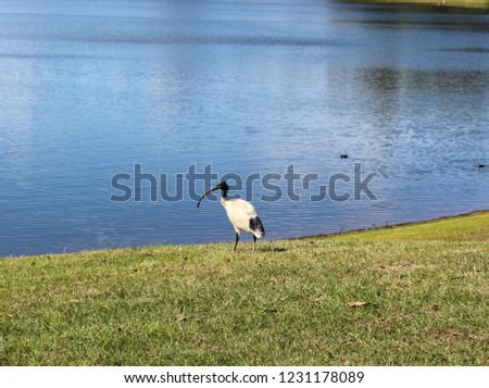 A photograph of an Australian white ibis (Threskiornis molucca) at Lake Samsonvale, Queensland. 