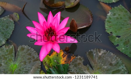 Waterlily or lotus in pond on the morning after rain.