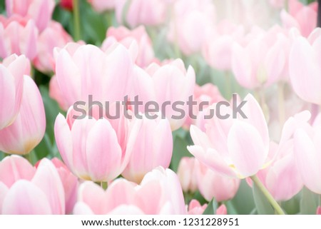 Beuatiful sweet pink tulips flower growing and blossom in spring season field with green leaves and branch , a moment romantic in garden, holiday and nature concept.