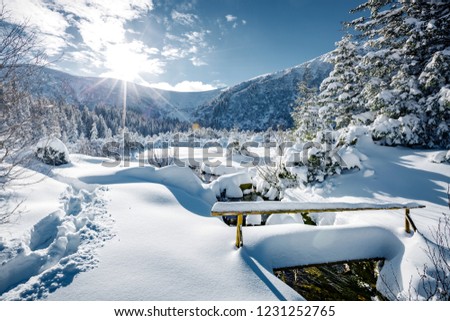 Magical white spruces on a frosty day. Location Carpathian mountain, Ukraine, Europe. Alpine ski resort. Exotic wintry scene. Fabulous winter wallpaper. Happy New Year! Discover the beauty of world.