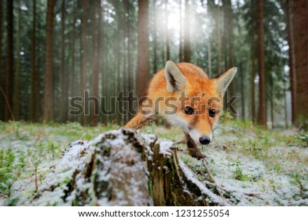 Red fox in the nature forest habitat, wide angle lens picture. Animal with tree trunk with first snow. Vulpes vulpes, in green forest during winter. Light between the trees. Wildlife in Europe.